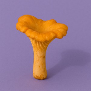 Goldspun Chanterelle